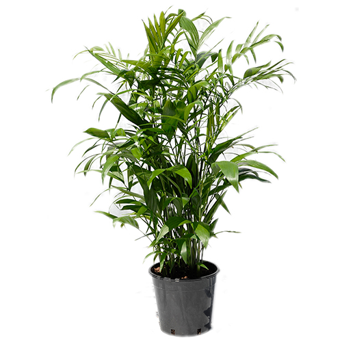 Bamboo Palm Tropical Exotics