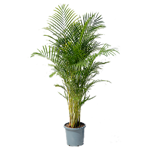 Golden Cane Palm Tropical Exotics